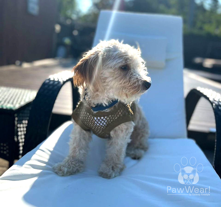 PawWear Cotton Tank Top Dog Wear, String Vest, Mini-Mesh Shirt in KHAKI worn by small dog.