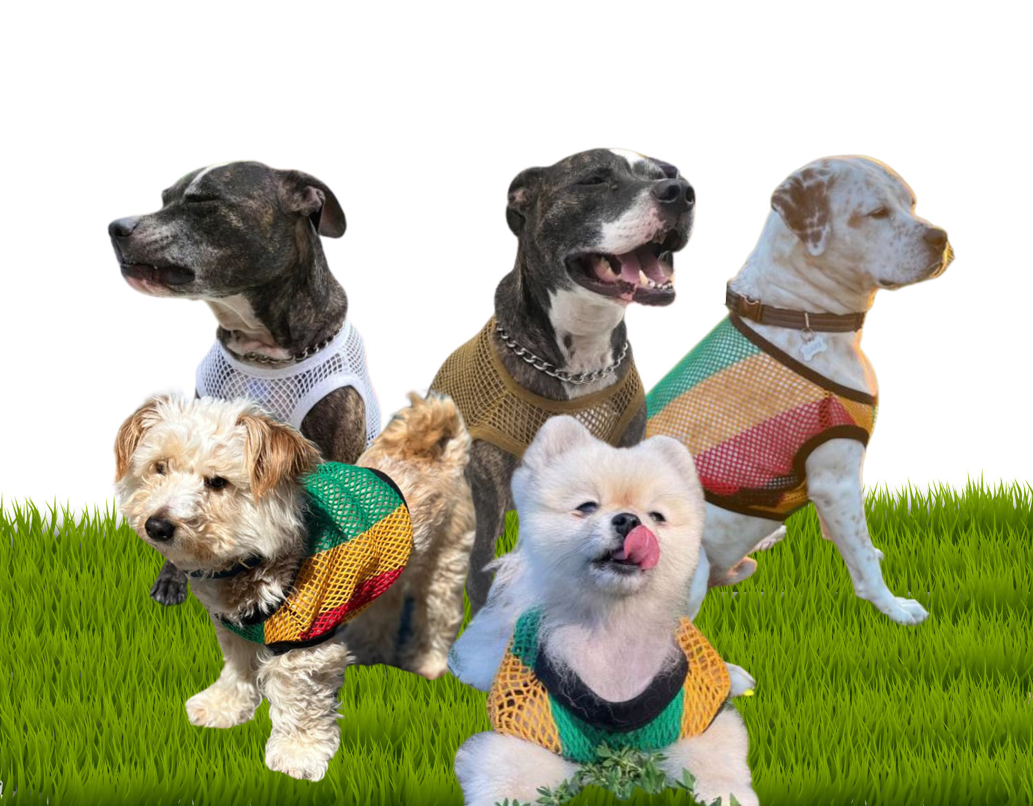 Who This Fits. Several dogs various sizes wearing PawWear Cotton Tank Top - Fisherman String Vest - Mesh Shirt | For pomeranian, poodle, terrier, yorkie, corgis, papillon, maltese, chihuahua, french pitbull, shih tzu, cocker spaniel