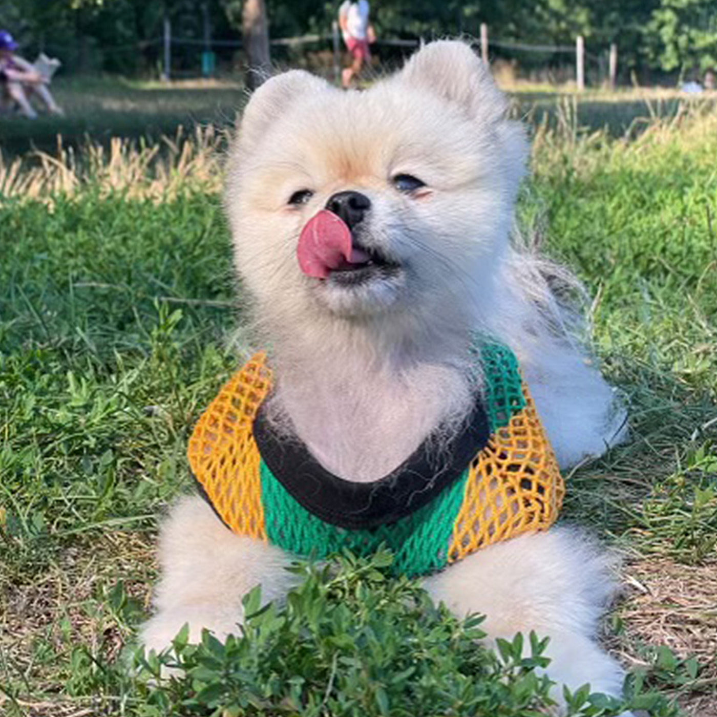 Dog Summer Clothes and T Shirts for Small Dogs, Puppy Shirt, Pet Clothes or Cute Dog Tee MULTI-COLORED (5-Pack)