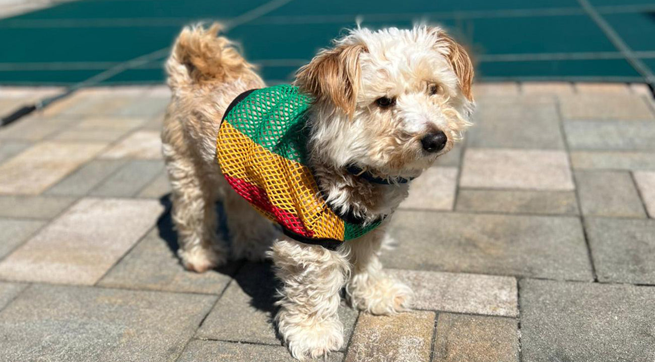 PAWWEAR brand Designer T-Shirt in Rasta Colors on model dog