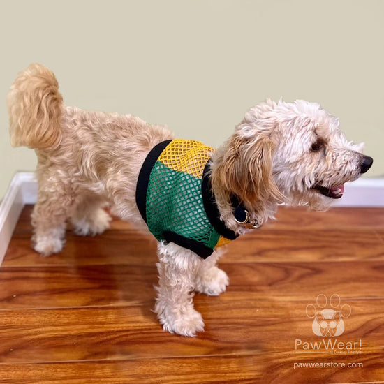 Jamaican Colors Dog Wear on small dog | Cotton Tank Top - Fisherman String Vest - Mesh Shirt | PawWear