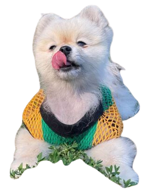 Jamaica Colors Dog Wear Cotton Tank Top on small pomeranian | Fisherman String Vest - Mesh Shirt - Miniature | PawWear